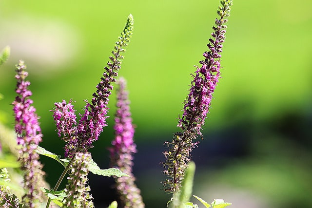 Germandrée hyrcanicum