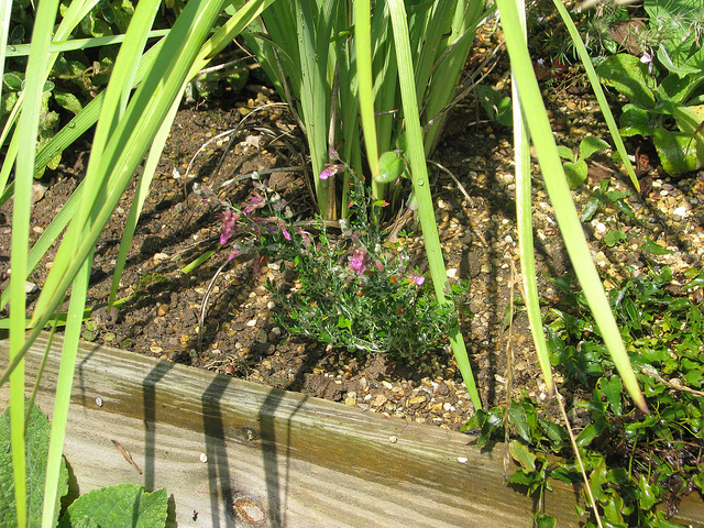 Germandrée des chats (Teucrium marum)