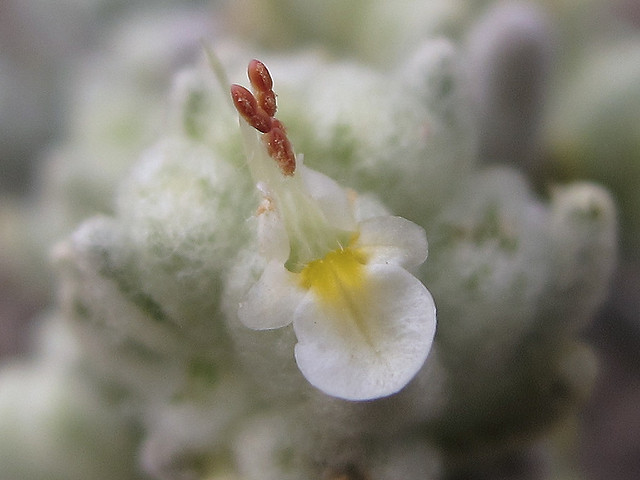 Germandrée blanc-grisâtre (Teucrium polium)