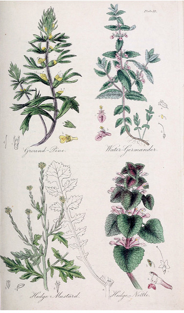 Teucrium scordium (Teucrium scordium)