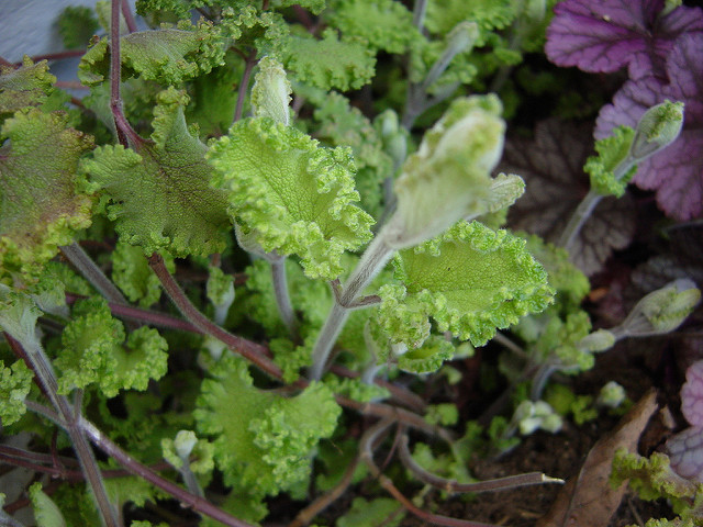 Germandrée scorodoine (Teucrium scorodonia)