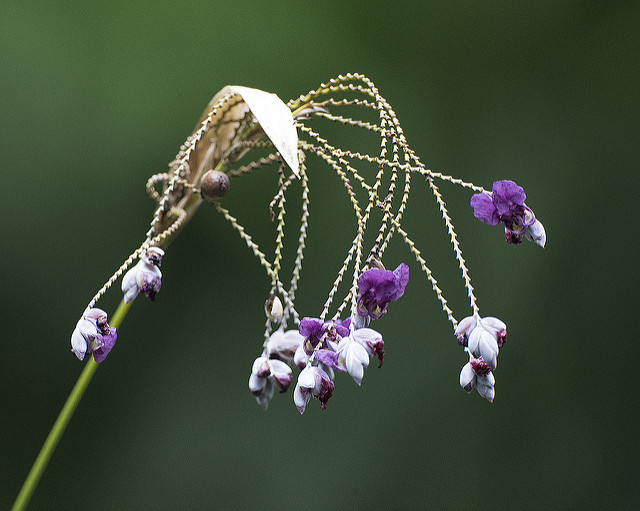 Thalia dealbata (Thalia dealbata)