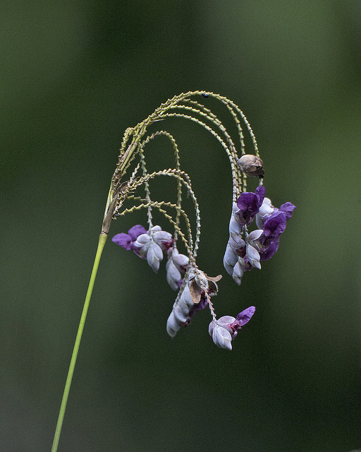 Thalia dealbata