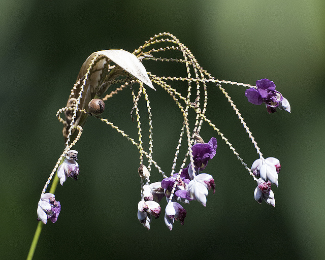 Thalia dealbata