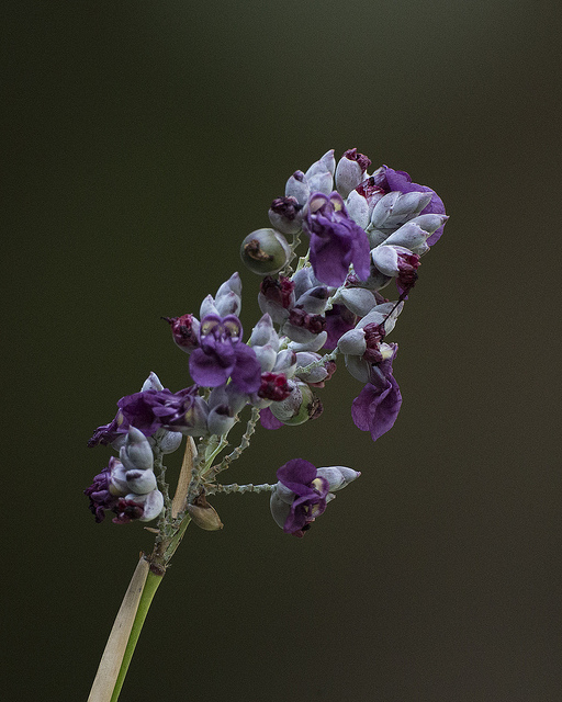 Thalia dealbata