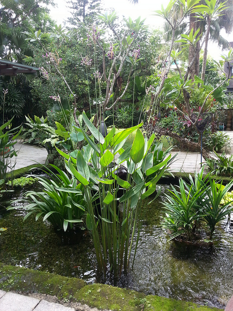 Thalia dealbata