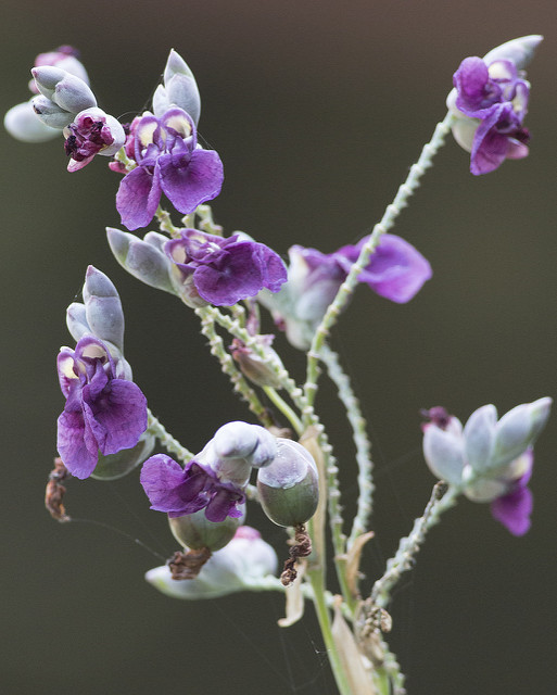 Thalia dealbata