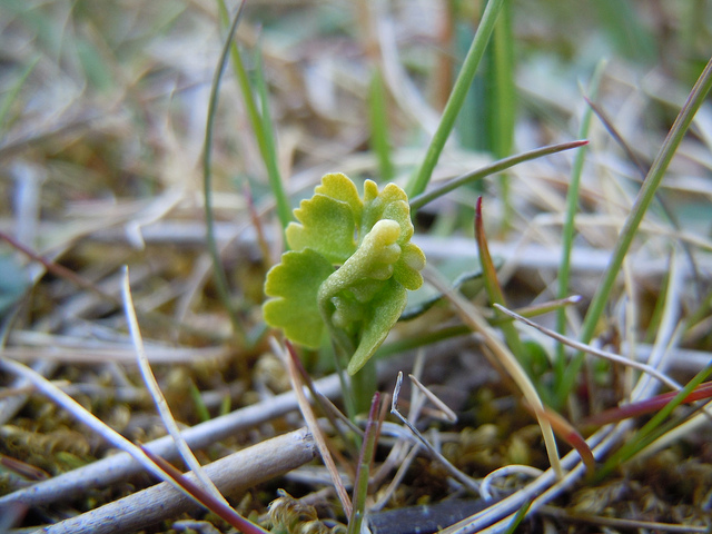 Pigamon des alpes (Thalictrum alpinum)