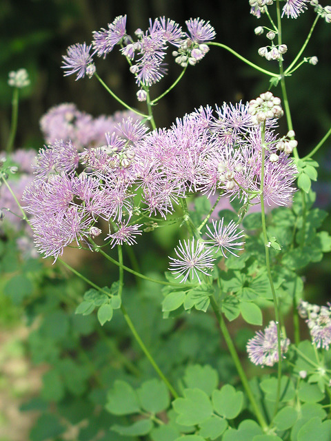Thalictrum aquilegiifolium