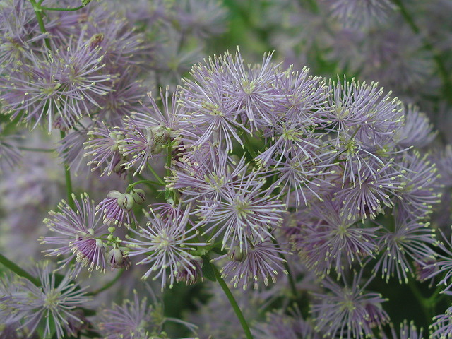 Thalictrum aquilegiifolium