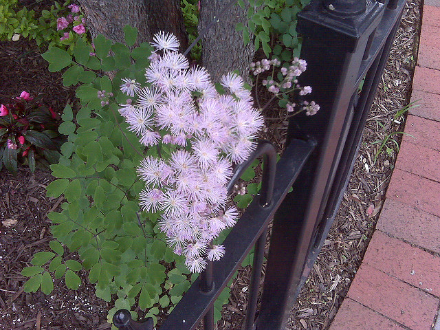 Thalictrum aquilegiifolium