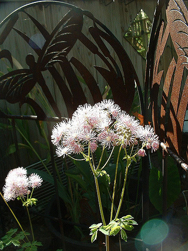 Thalictrum aquilegiifolium