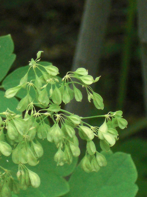 Thalictrum aquilegiifolium