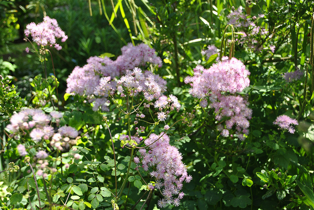 Thalictrum aquilegiifolium (Thalictrum aquilegifolium)