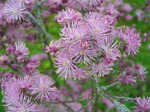 Colombine panachée (Thalictrum aquilegiifolium)