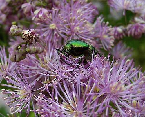Colombine panachée
