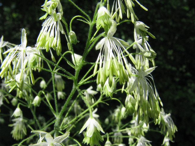Thalictrum dasycarpum