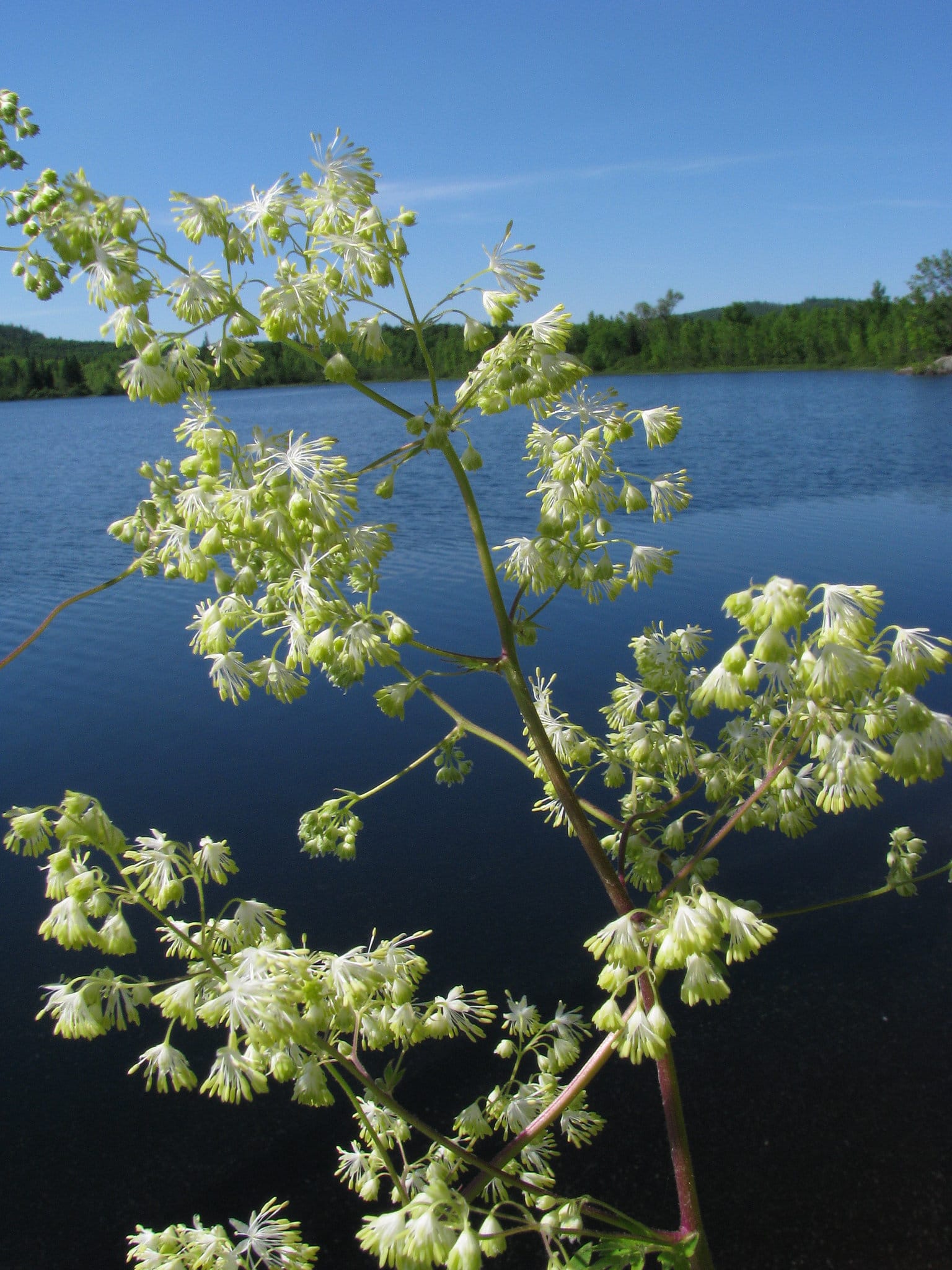 Thalictrum dasycarpum