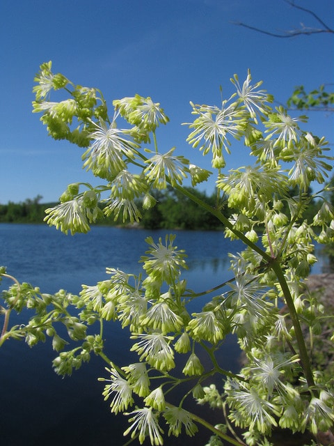 Thalictrum dasycarpum