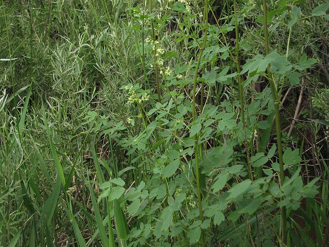 Thalictrum dasycarpum