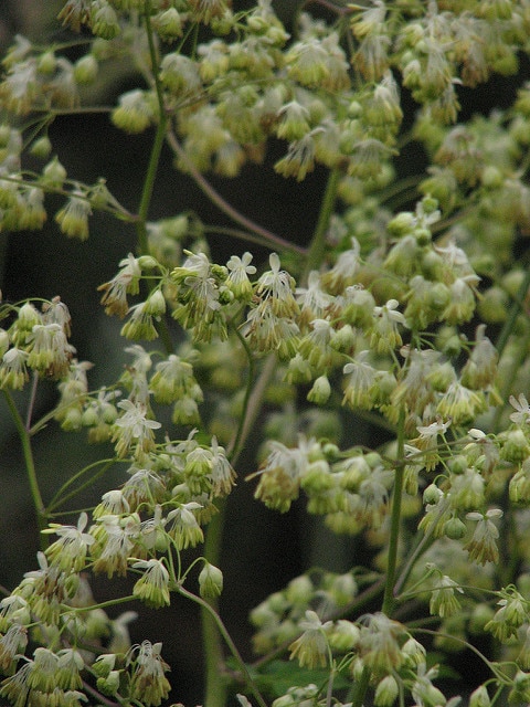 Thalictrum dasycarpum