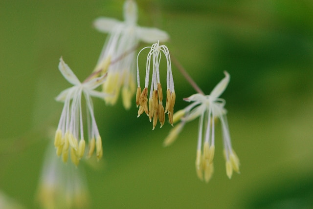 Thalictrum dasycarpum (Thalictrum dasycarpum)