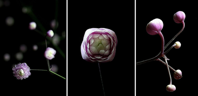 Pigamon de delavay (Thalictrum delavayi)
