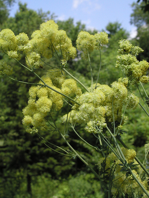 Pigamon des rives (Thalictrum flavum)