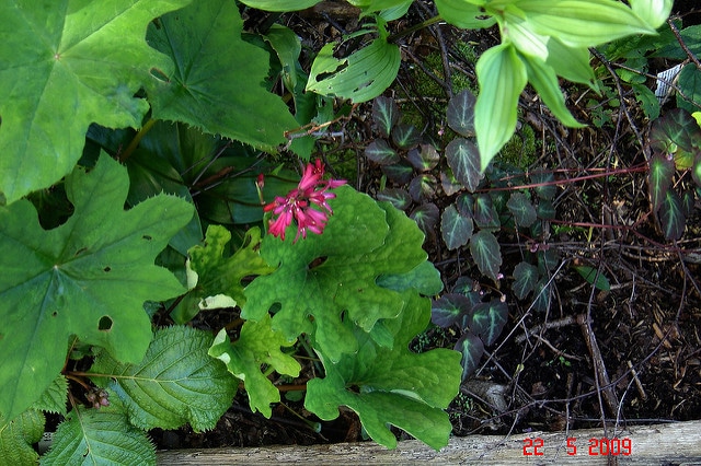 Thalictrum ichangense (Thalictrum ichangense)