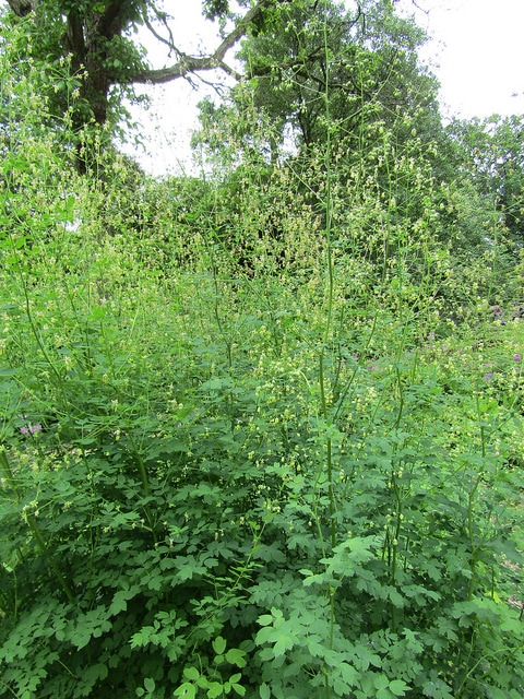 Thalictrum isopyroides (Thalictrum isopyroides)