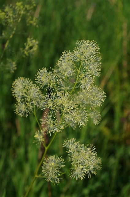 Pigamon luisant (Thalictrum lucidum)