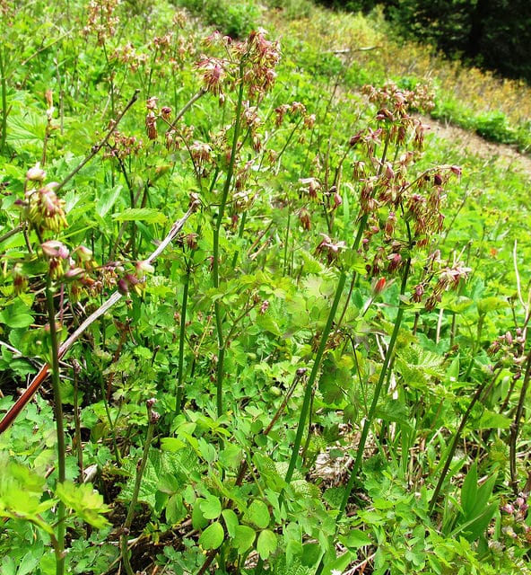 Thalictrum occidentale (Thalictrum occidentale)
