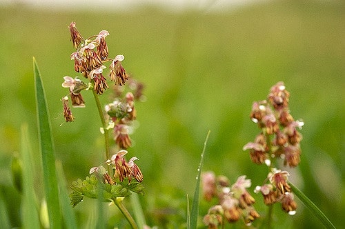 Thalictrum occidentale
