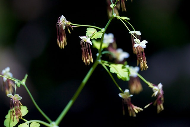 Thalictrum occidentale