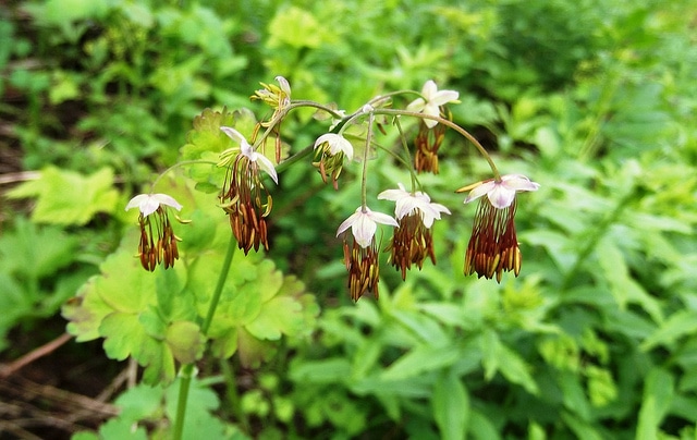 Thalictrum occidentale
