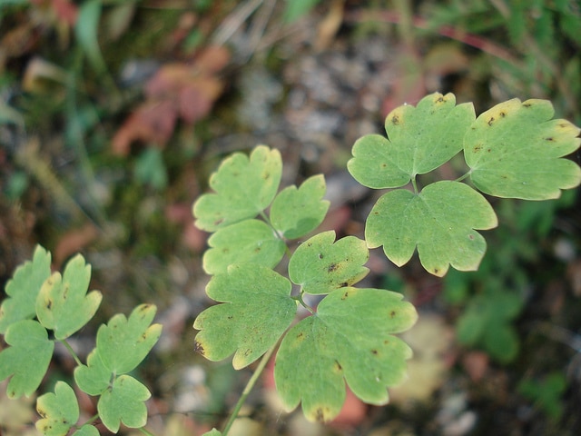 Thalictrum occidentale