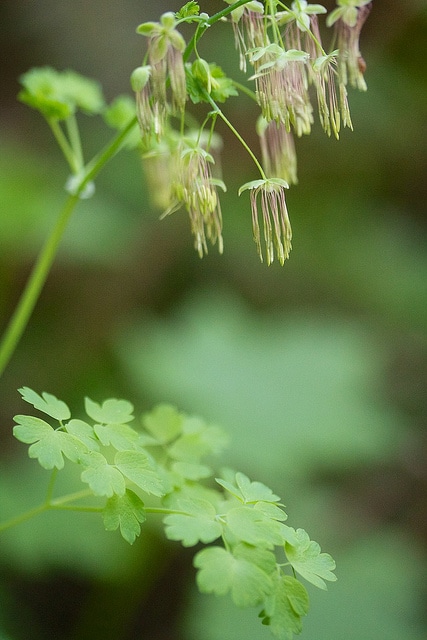 Thalictrum occidentale