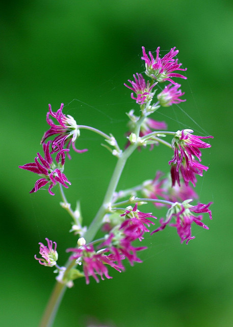 Thalictrum polycarpum (Thalictrum polycarpum)