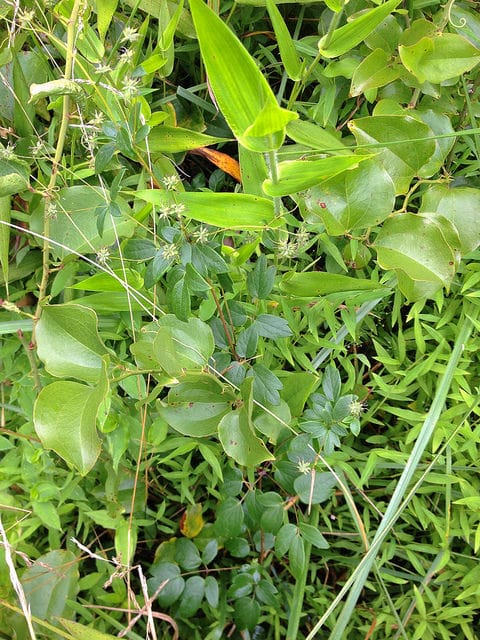 Thalictrum revolutum