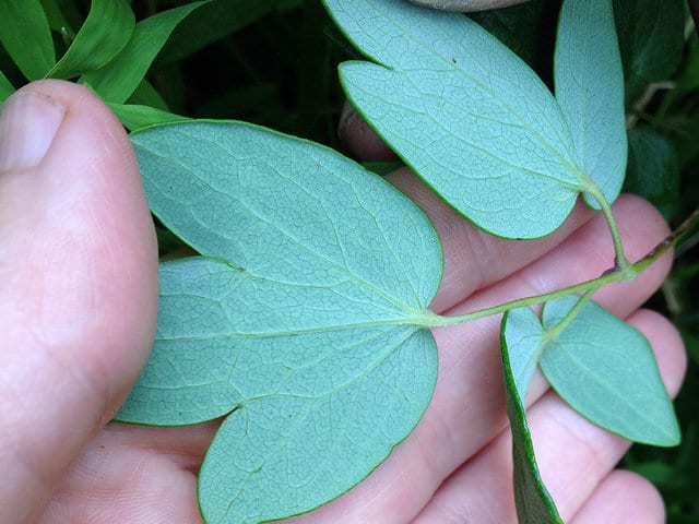 Thalictrum revolutum (Thalictrum revolutum)