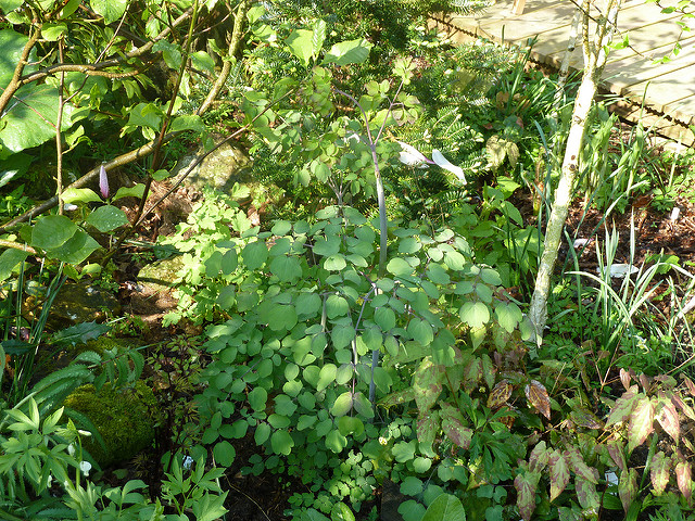 Pigamon rochebrunianum