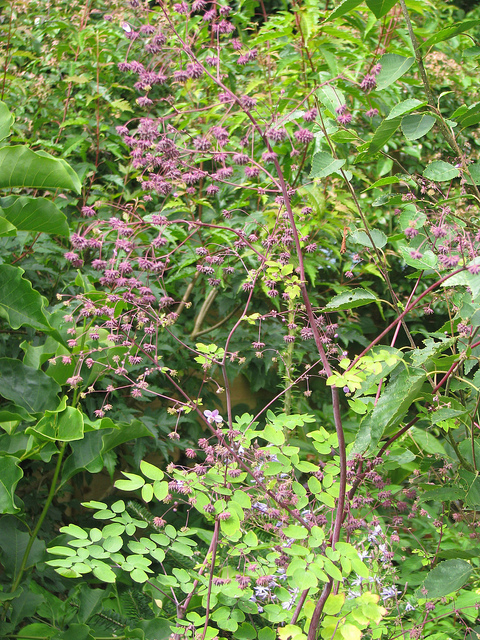 Pigamon rochebrunianum