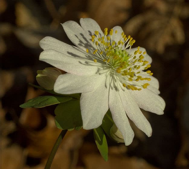 Thalictrum thalictroides