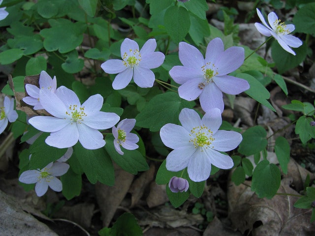 Thalictrum thalictroides