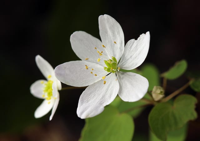 Thalictrum thalictroides