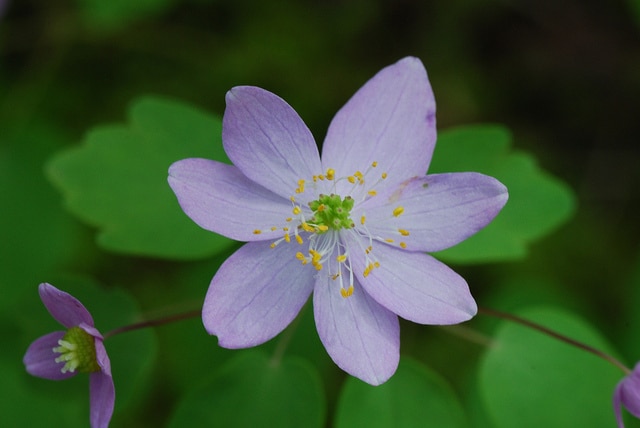 Thalictrum thalictroides