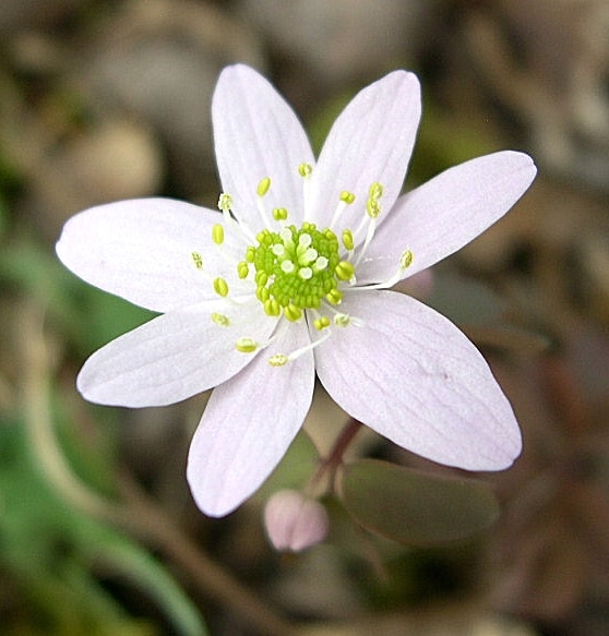 Thalictrum thalictroides