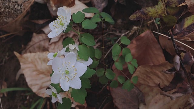 Thalictrum thalictroides (Thalictrum thalictroides)