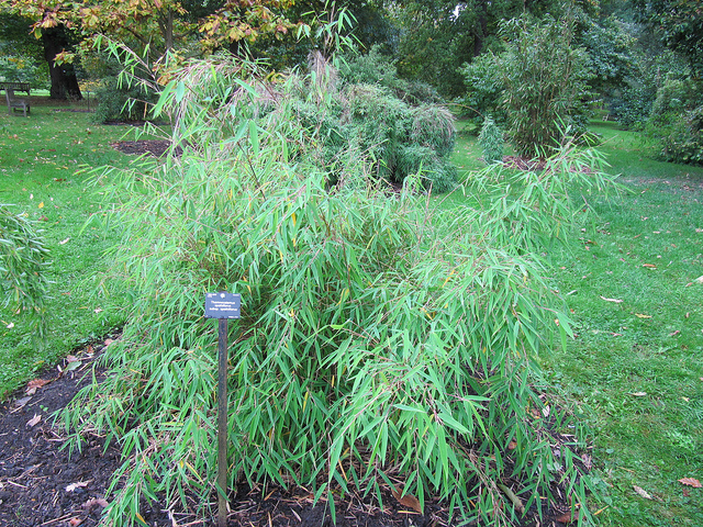 Thamnocalamus spathiflorus