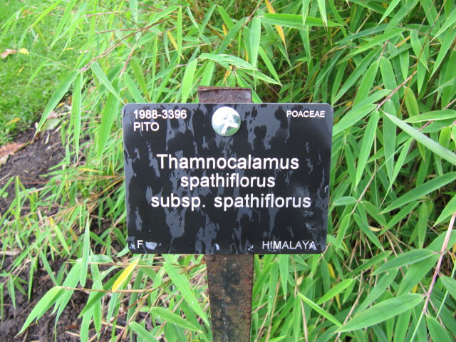 Thamnocalamus spathiflorus